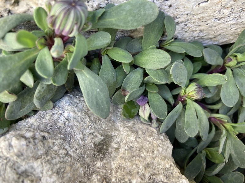 Senecio algens photo 2