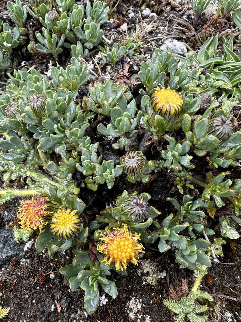Senecio algens photo 3