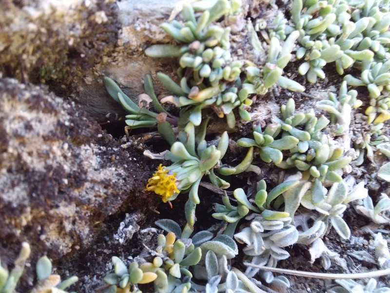 Senecio algens photo 4