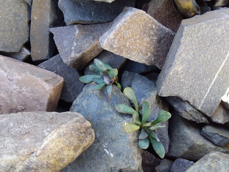 Senecio algens photo 5