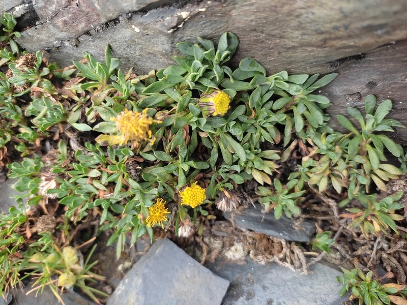 Senecio algens photo 6