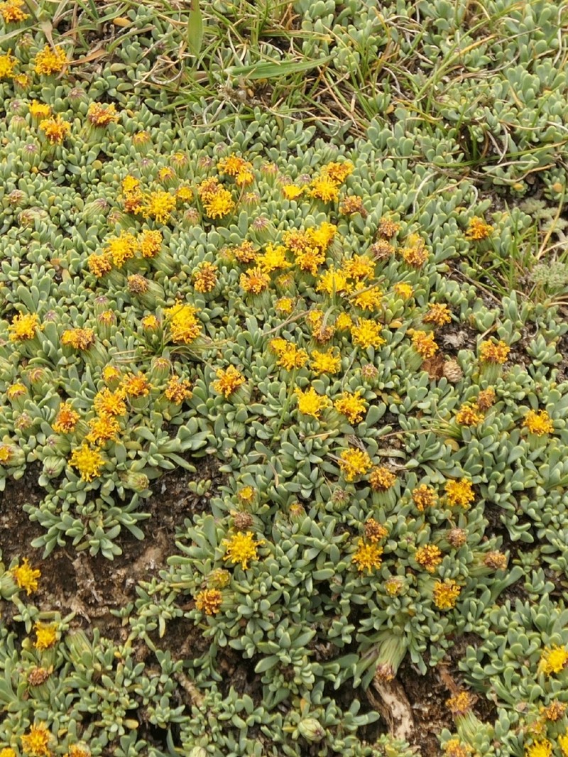 Senecio algens photo 7