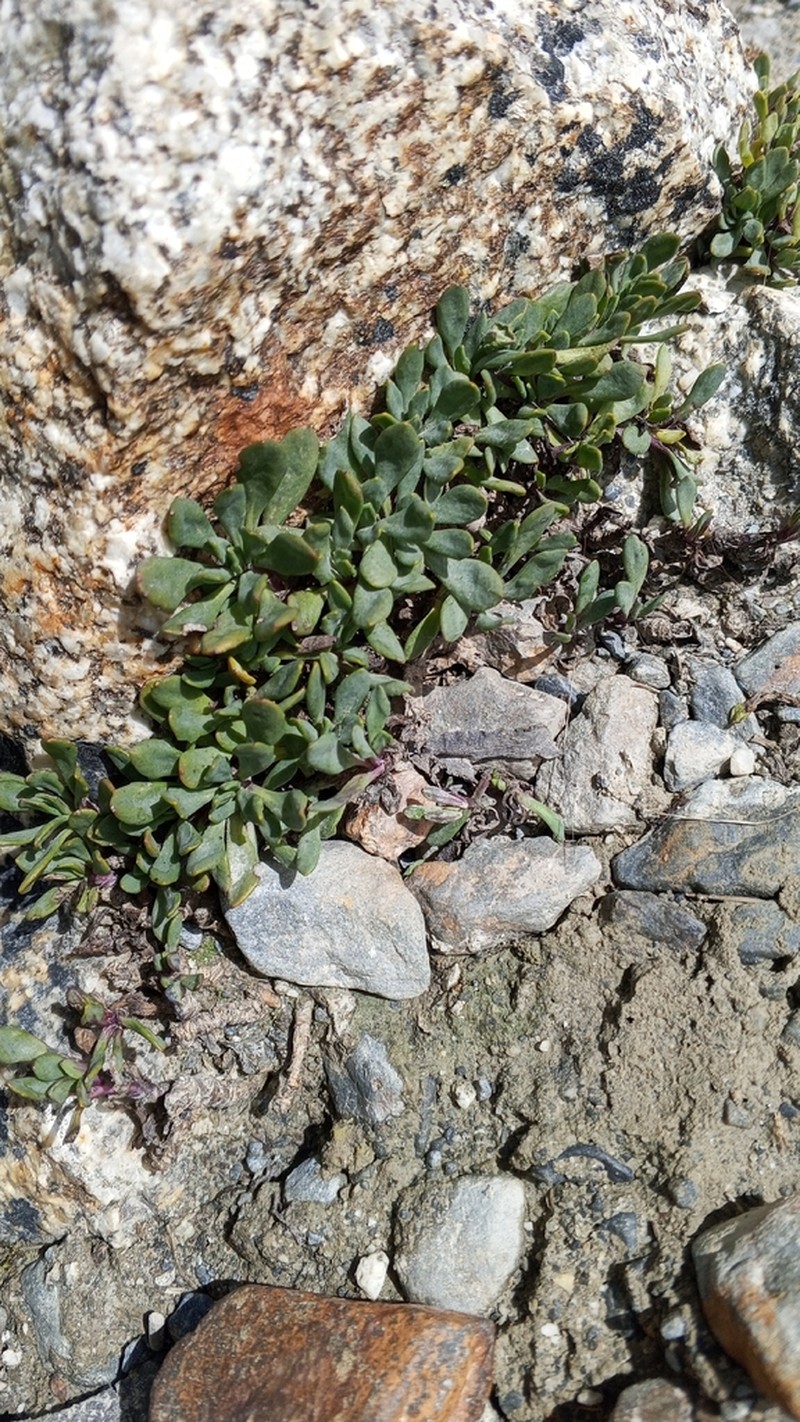 Senecio algens photo 8