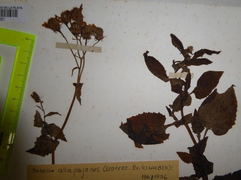 Senecio allapajanus