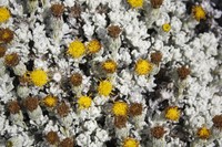 Senecio alloeophyllus