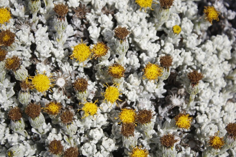 Senecio alloeophyllus