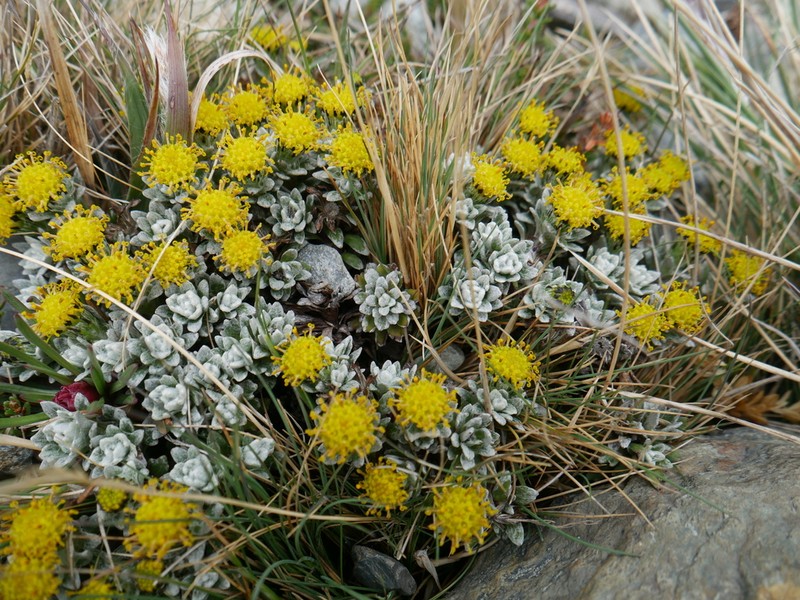Senecio alloeophyllus photo 2