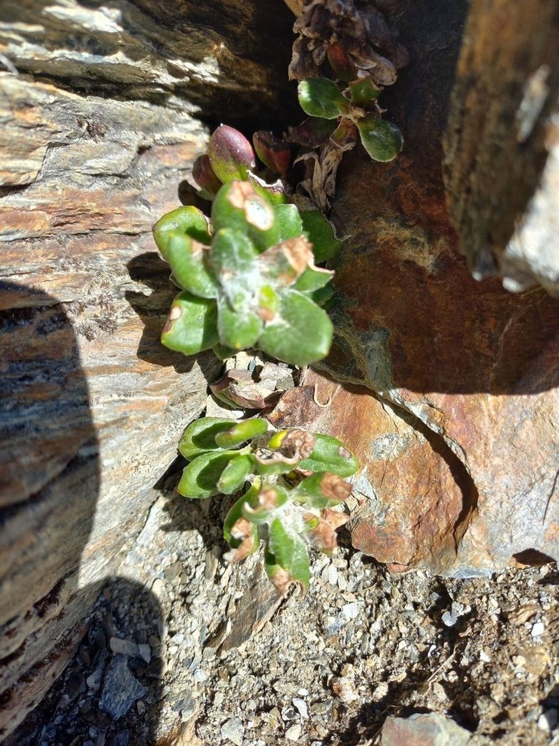 Senecio alloeophyllus photo 3