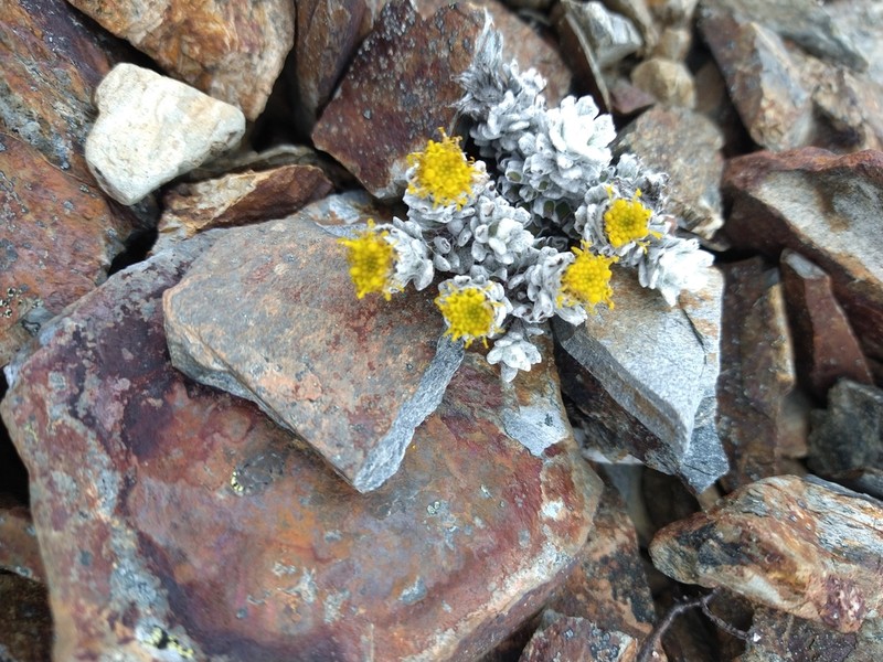 Senecio alloeophyllus photo 4