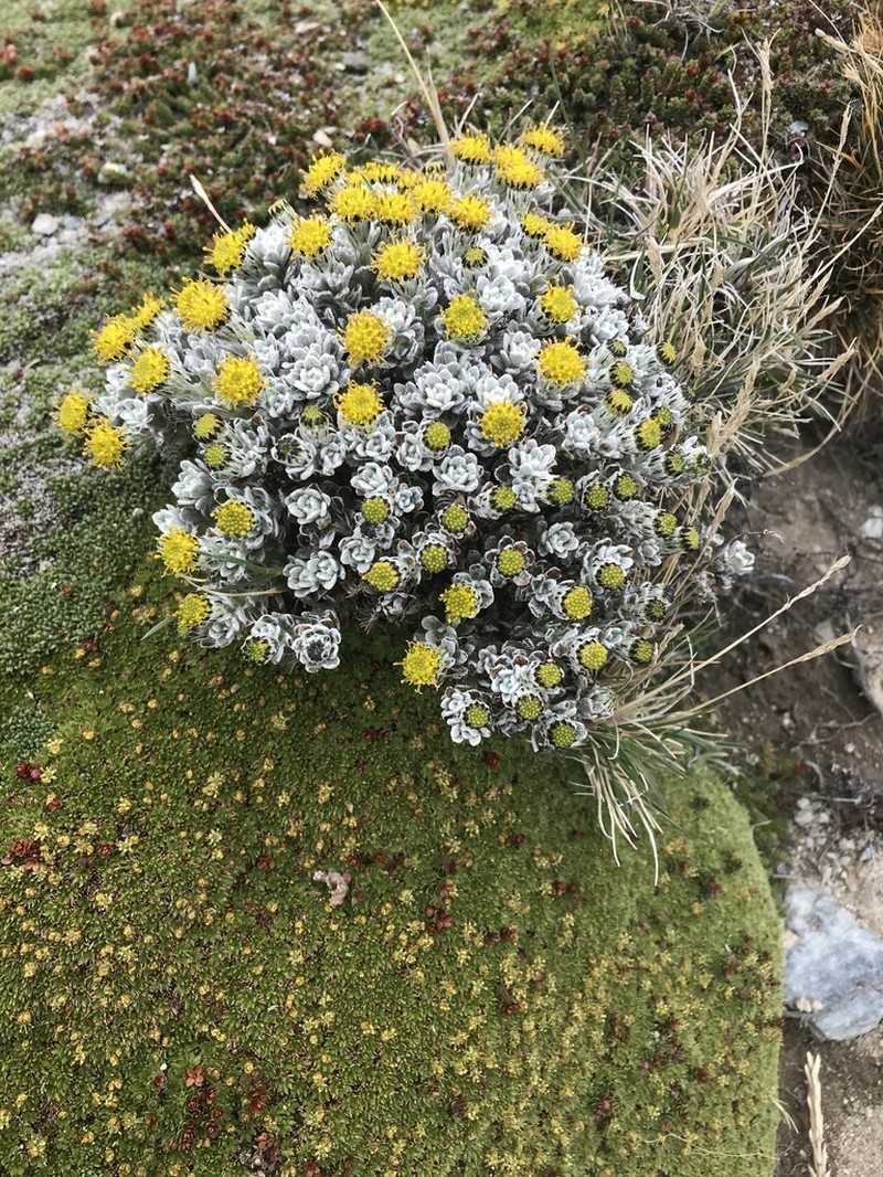 Senecio alloeophyllus photo 5