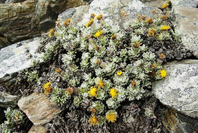 Senecio alloeophyllus photo 6