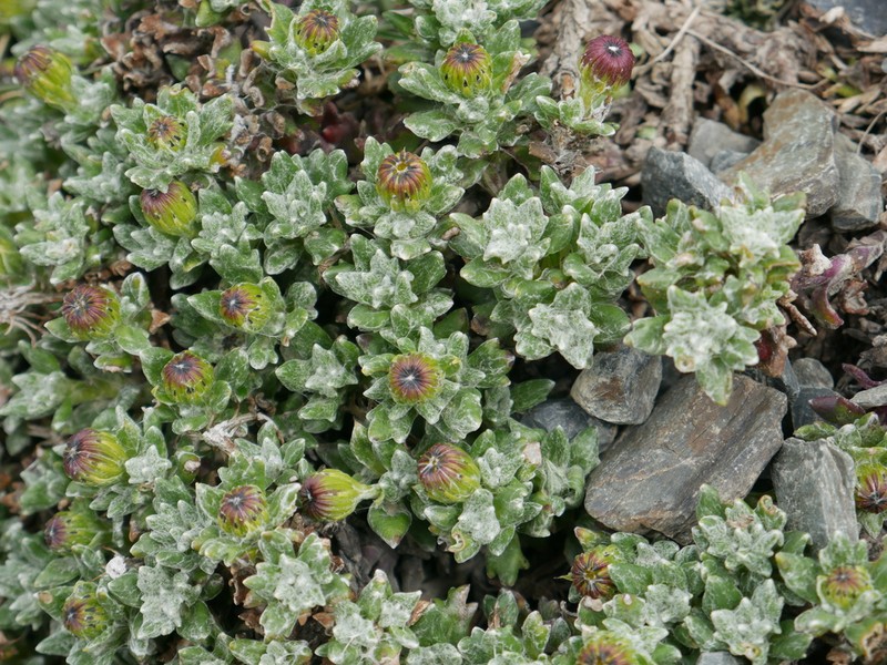 Senecio alloeophyllus photo 7