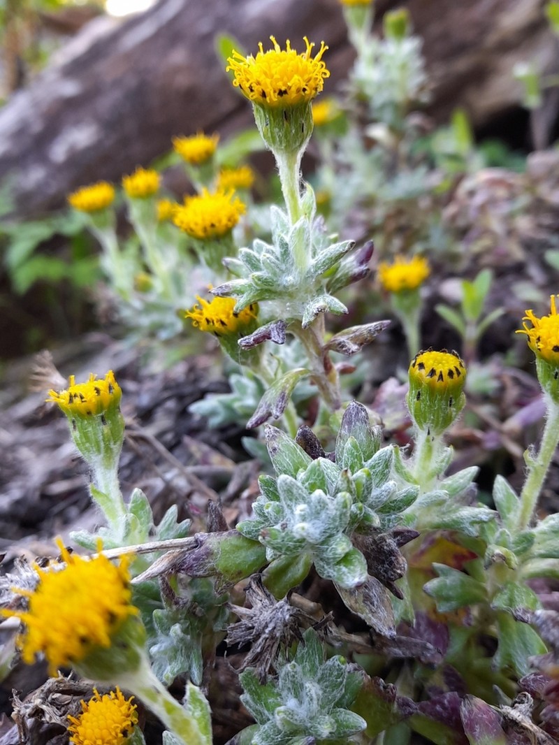 Senecio alloeophyllus photo 8