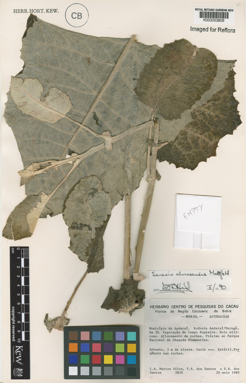 Senecio almasensis