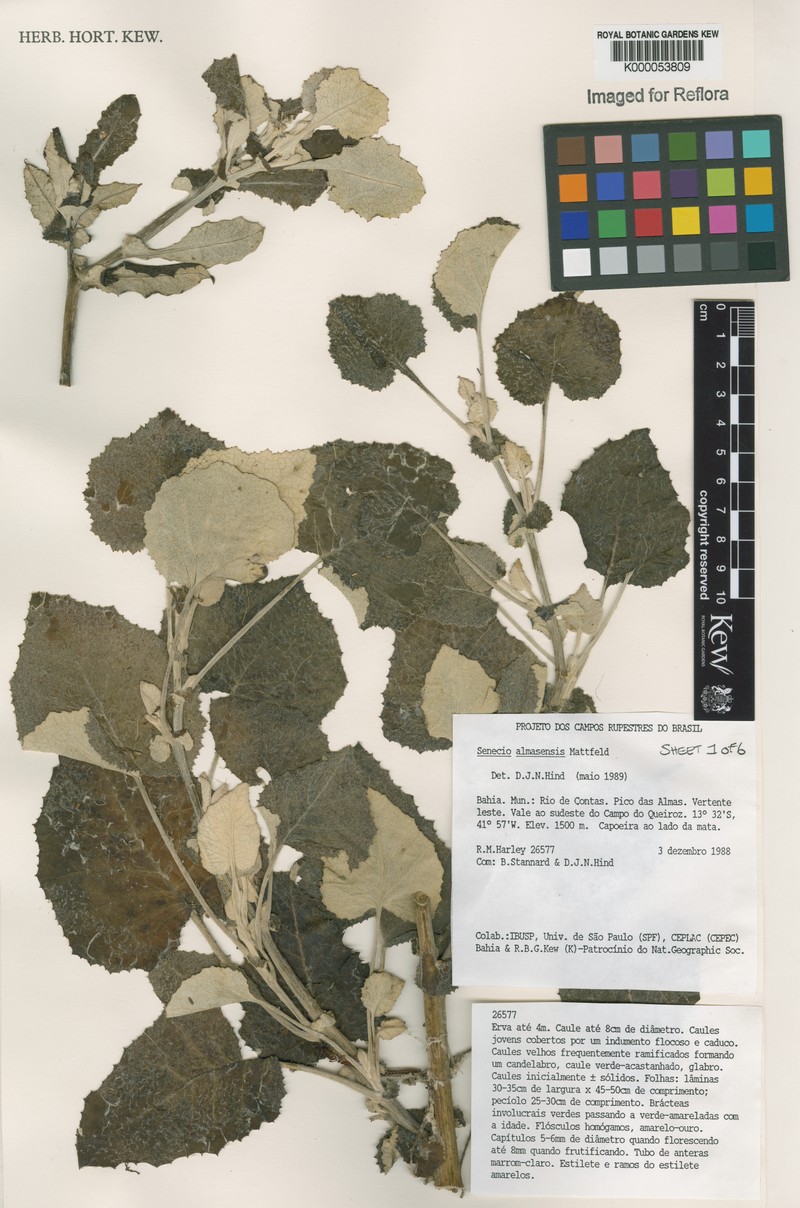 Senecio almasensis photo 2