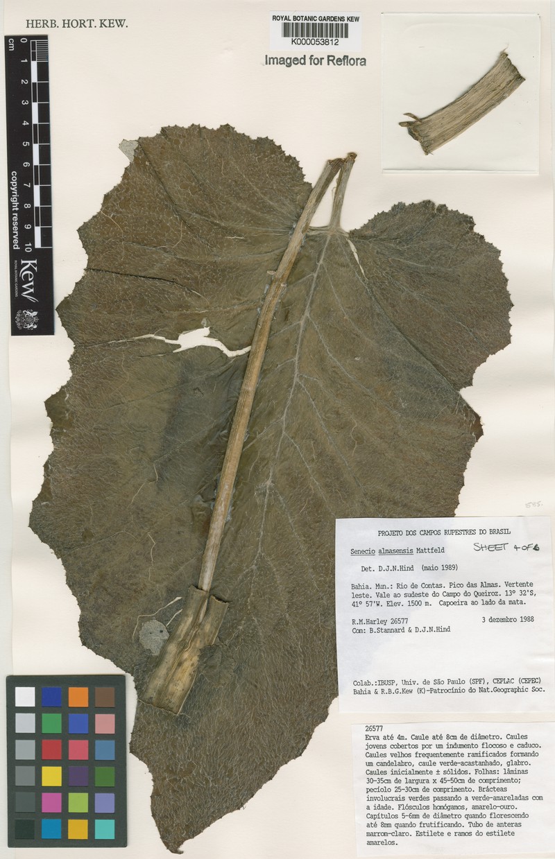 Senecio almasensis photo 3