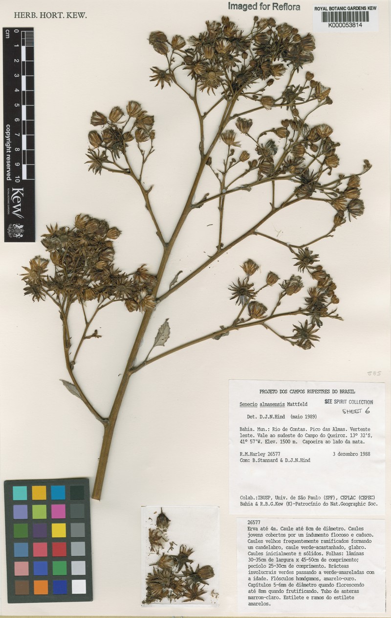 Senecio almasensis photo 4