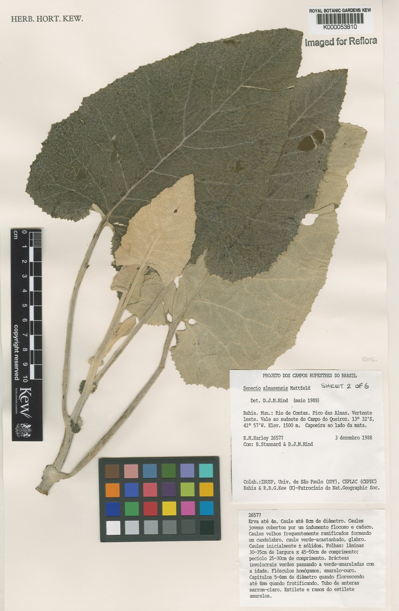 Senecio almasensis photo 5