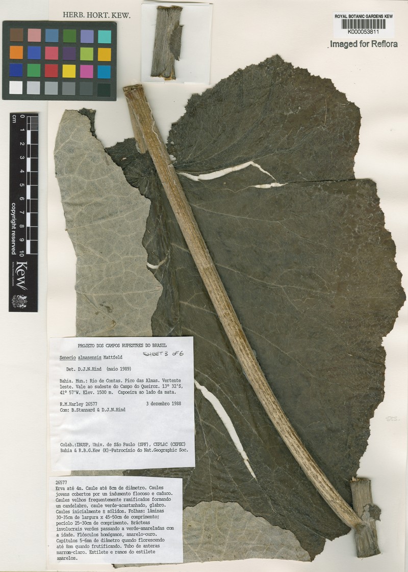 Senecio almasensis photo 6