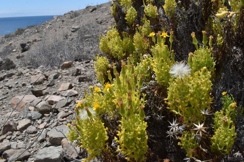 Senecio almeidae