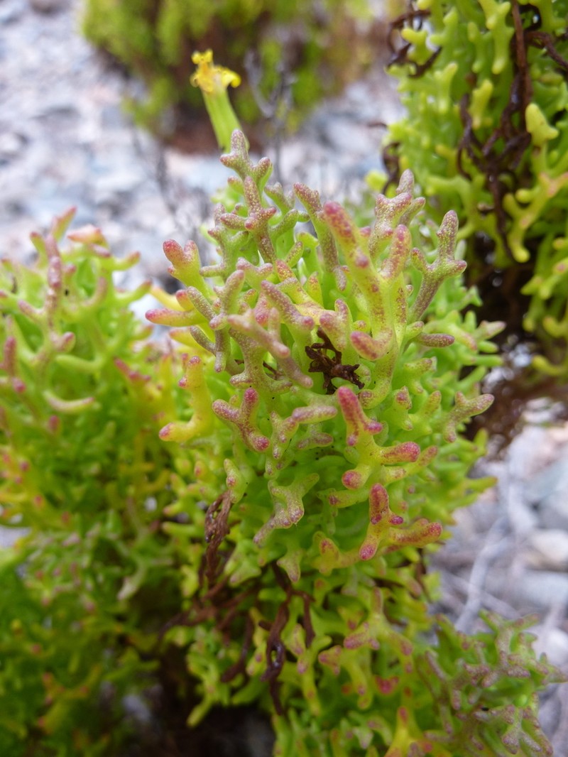 Senecio almeidae photo 2