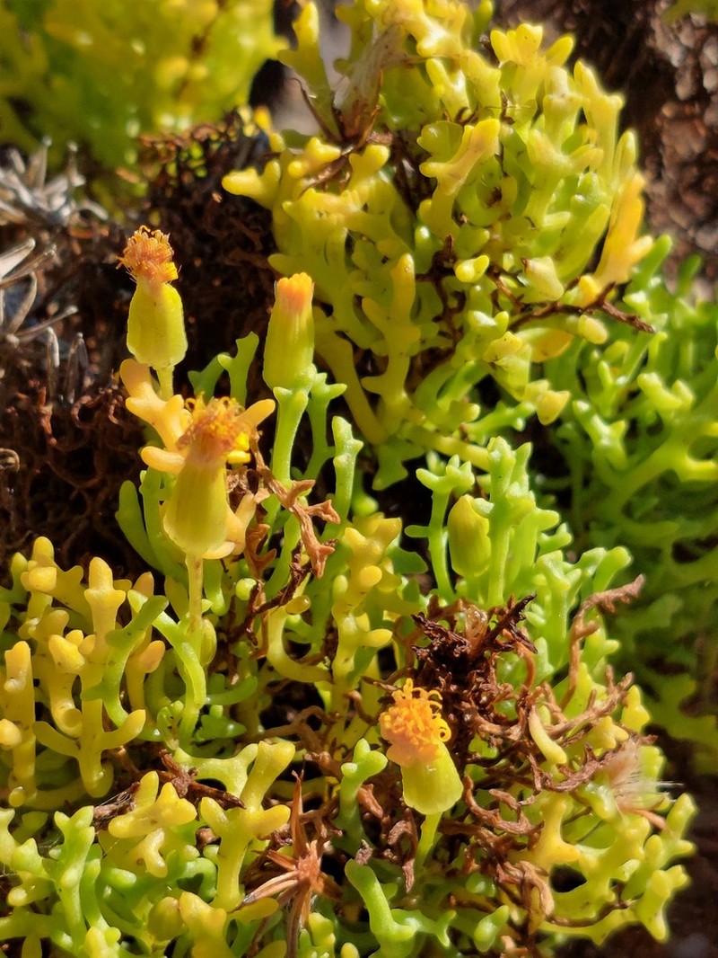 Senecio almeidae photo 3