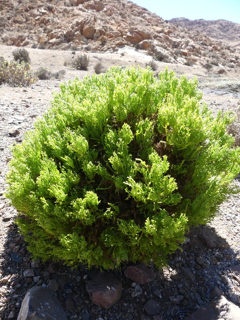 Senecio almeidae photo 4