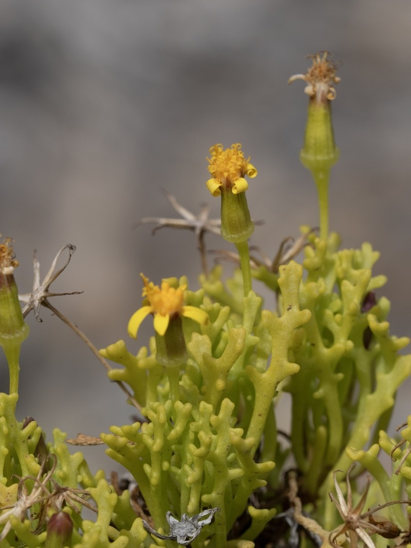 Senecio almeidae photo 5