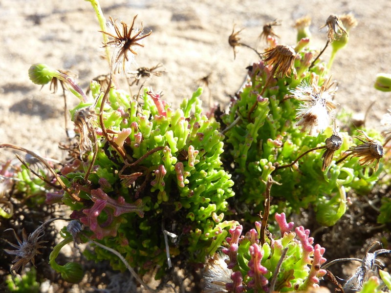 Senecio almeidae photo 6