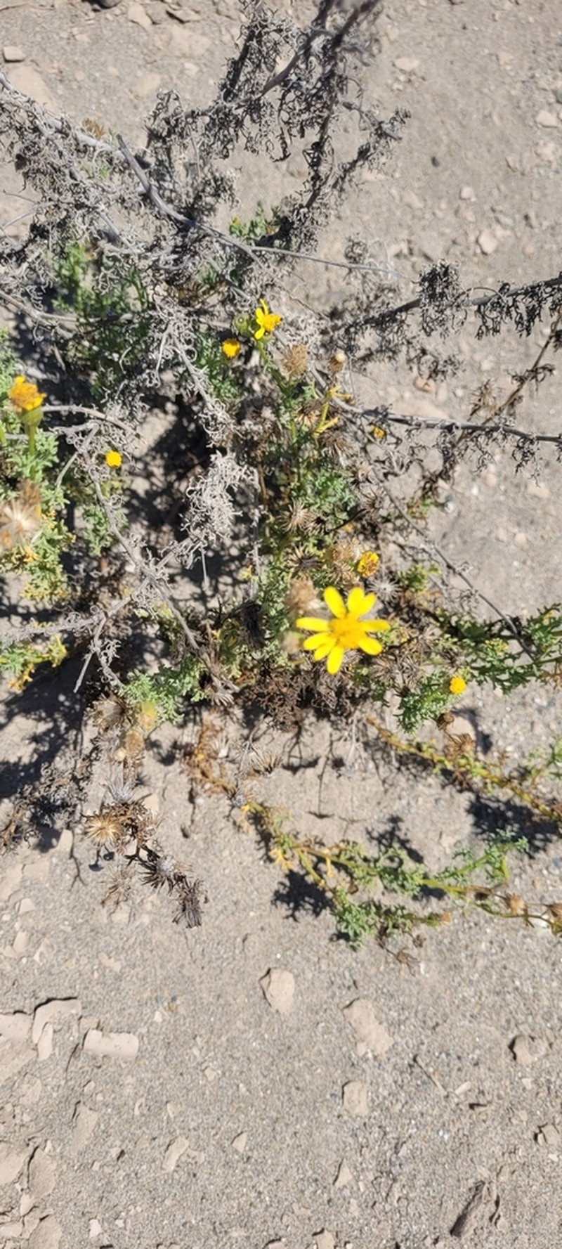 Senecio almeidae photo 7