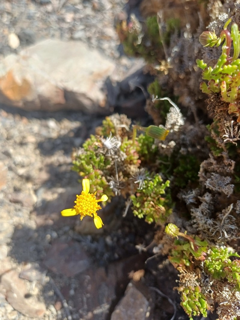Senecio almeidae photo 8