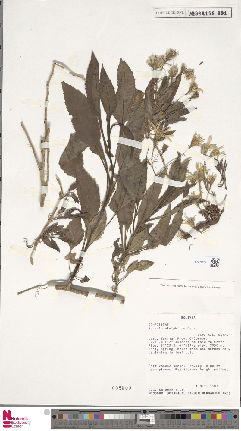 Senecio alniphilus photo 2