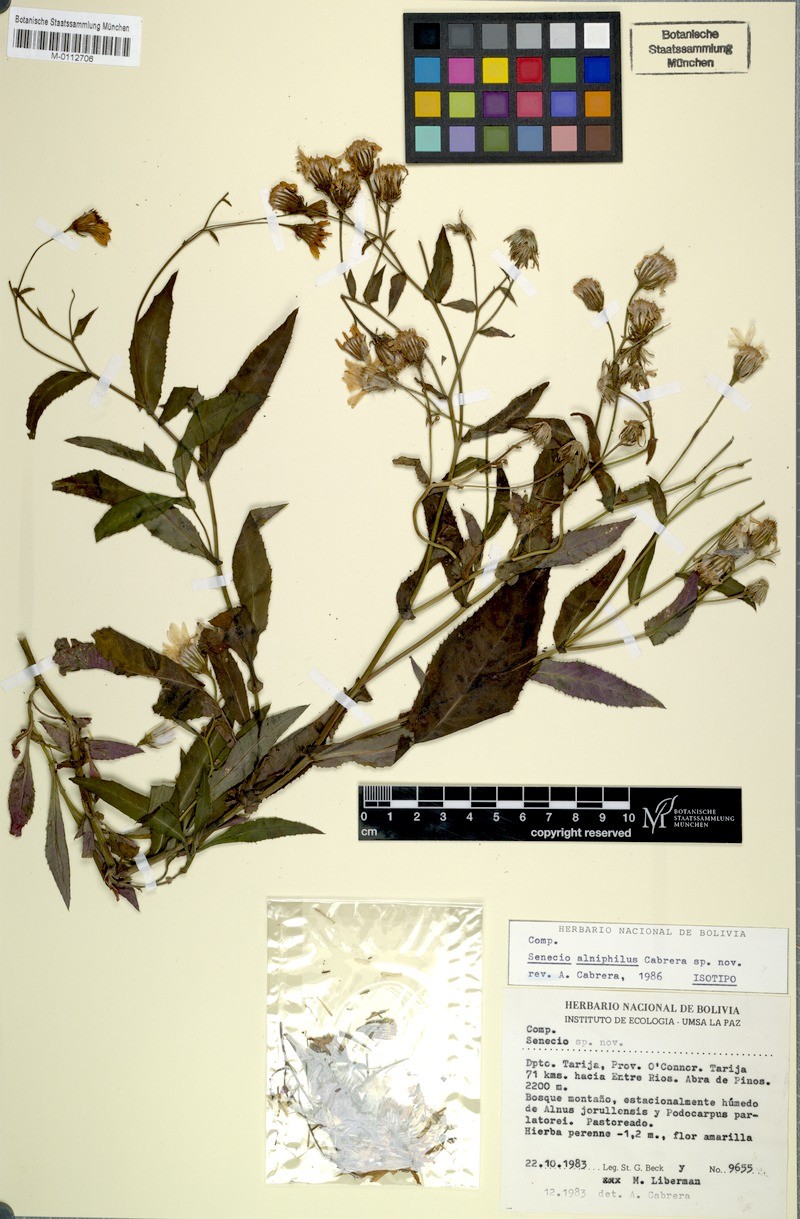 Senecio alniphilus photo 3