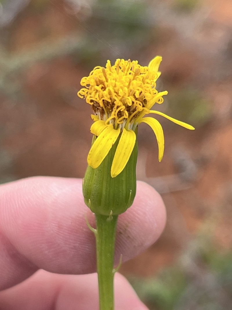 Senecio aloides