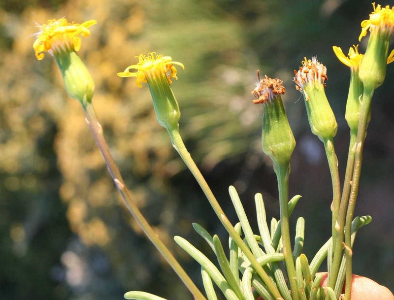 Senecio aloides photo 2