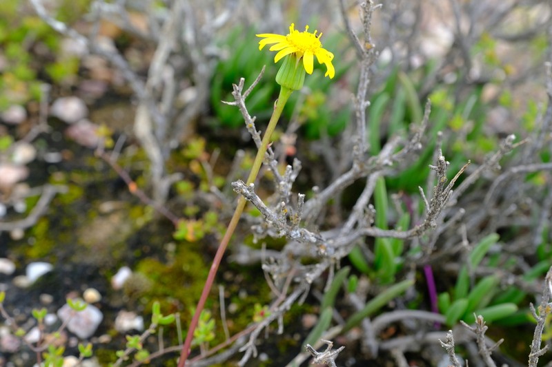 Senecio aloides photo 3