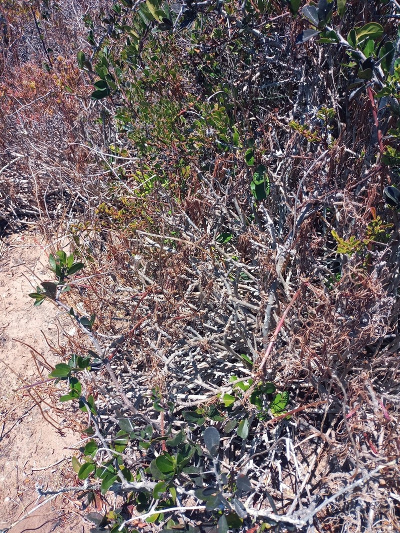 Senecio aloides photo 4