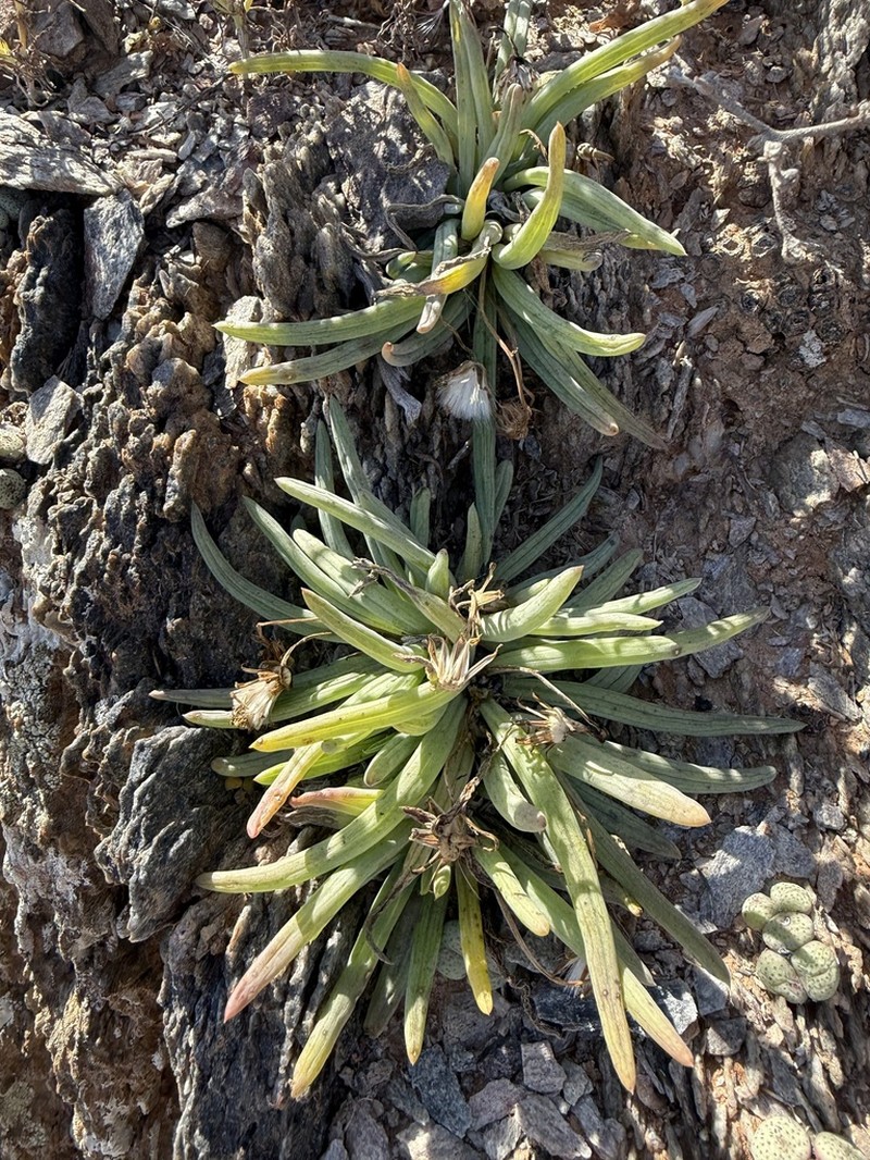 Senecio aloides photo 5