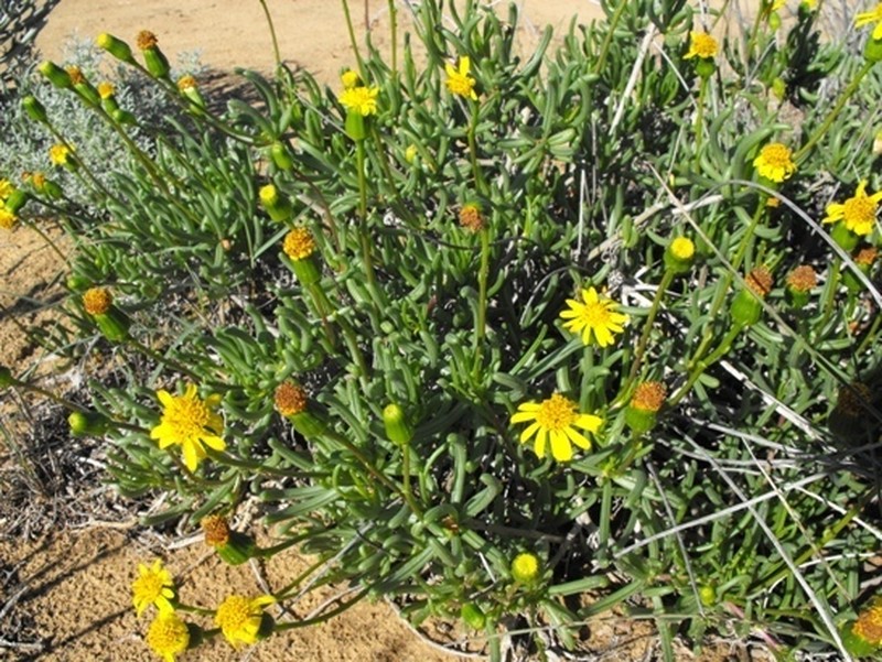 Senecio aloides photo 6