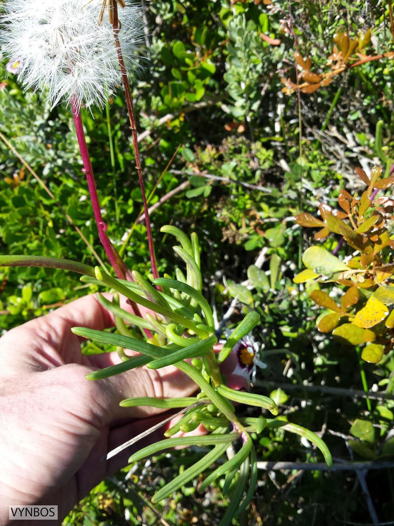 Senecio aloides photo 7
