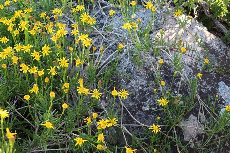 Senecio aloides photo 8