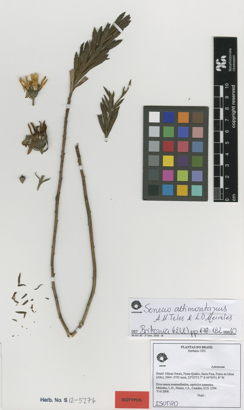 Senecio altimontanus