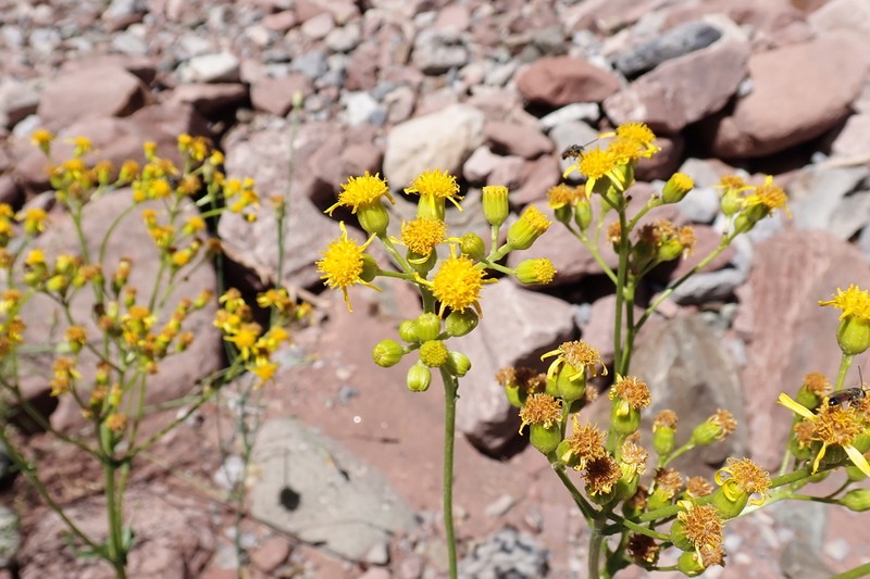 Senecio altissimus