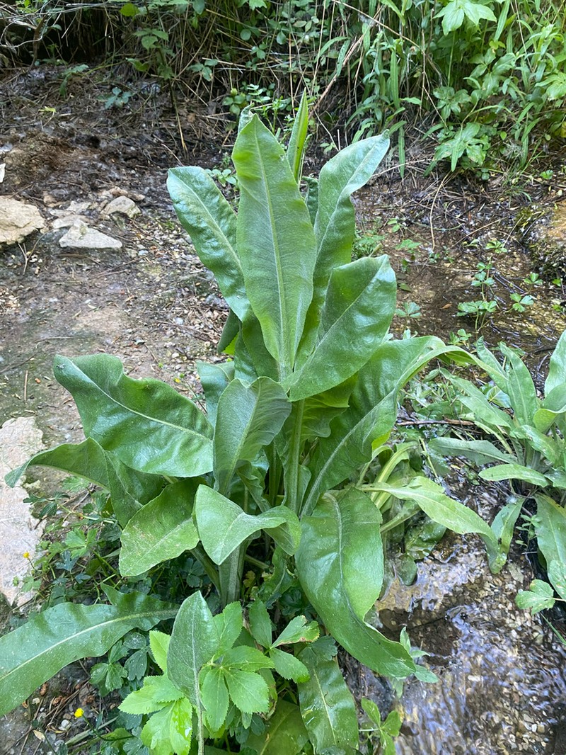Senecio altissimus photo 2