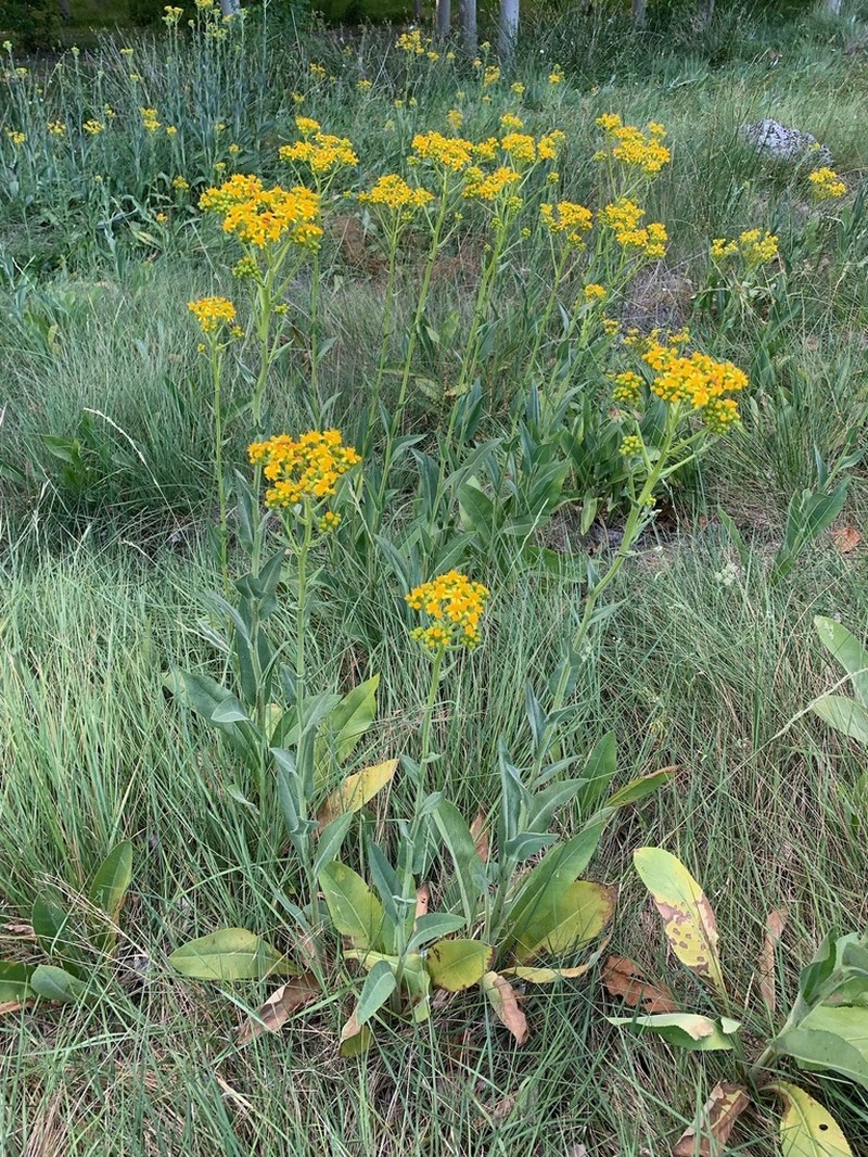 Senecio altissimus photo 3