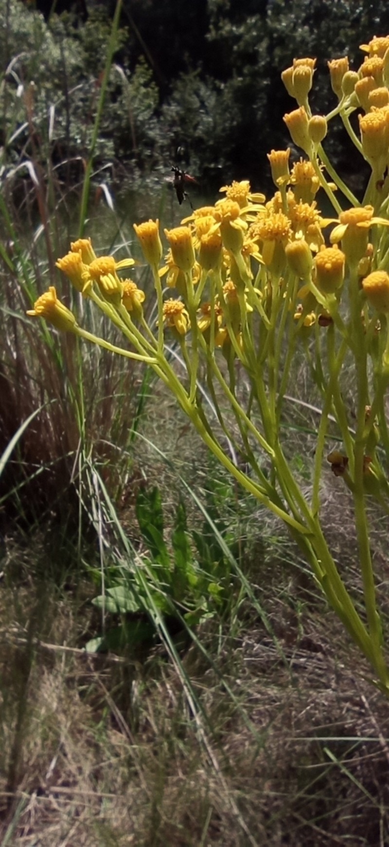 Senecio altissimus photo 4