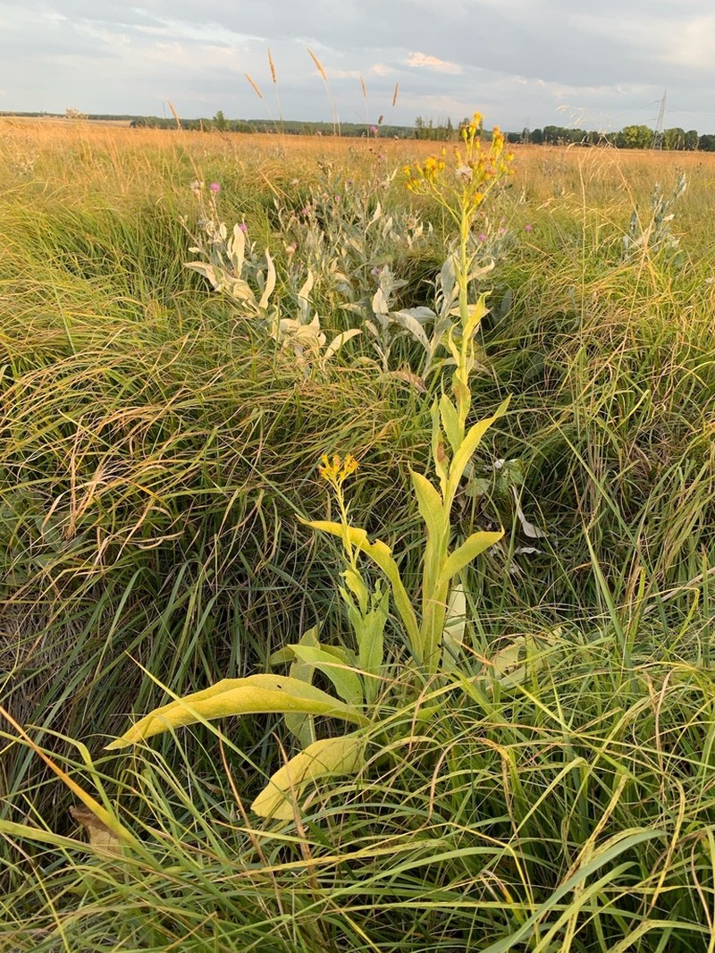 Senecio altissimus photo 5
