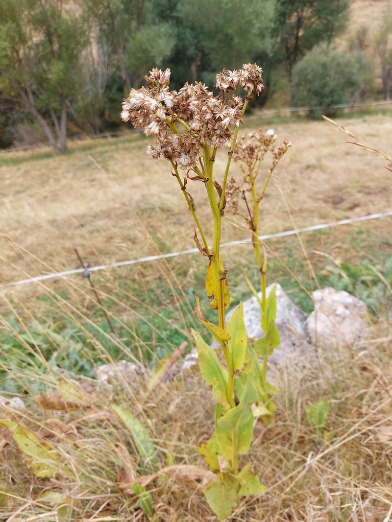 Senecio altissimus photo 6