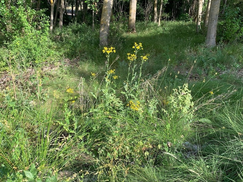 Senecio altissimus photo 7