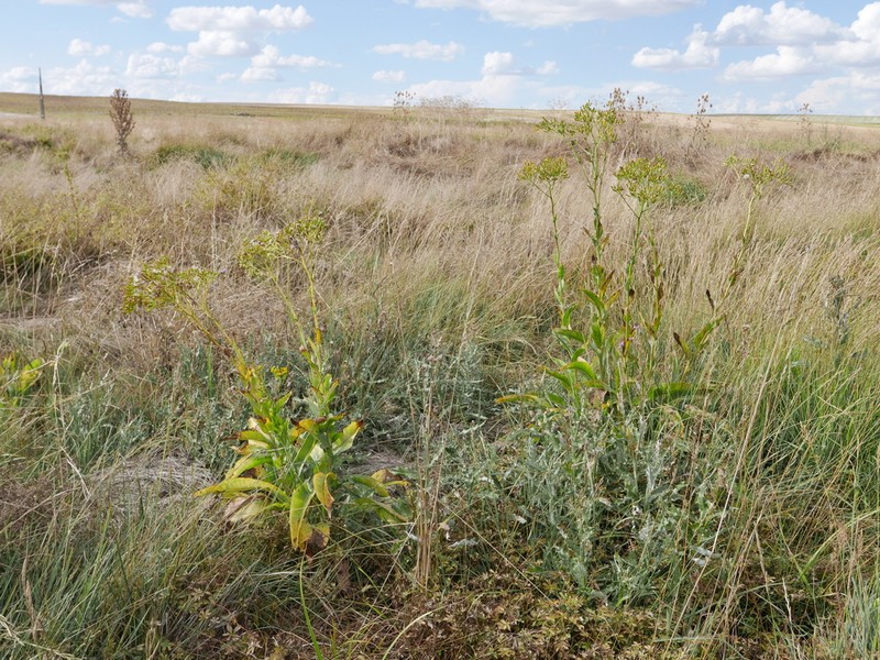 Senecio altissimus photo 8